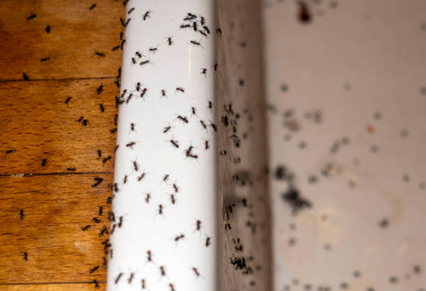 Best Commercial Pest Control Services  in Hinton, WV