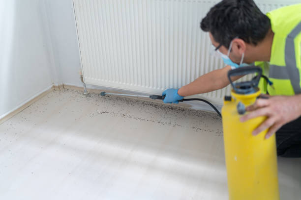 Best Ant Control Services  in Hinton, WV